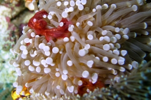 Achaeus japonicus, Euphyllia glabrescens