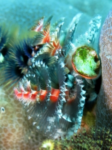 Spirobranchus giganteus, Porites lutea