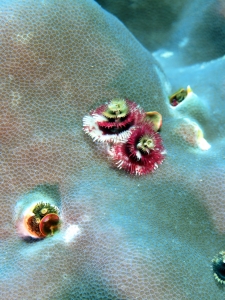 Spirobranchus giganteus, Porites lutea