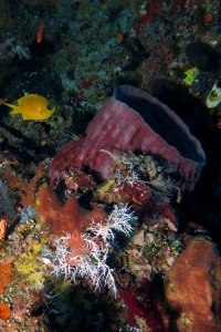 Xestospongia testudinaria, Arothron nigropunctatus, Chromis analis, Theonella cylindrica