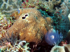 Spirobranchus giganteus, Gastrochaena sp, Cyphastrea microphthalma, Pectinia lactuca