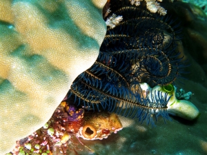 Porites lutea