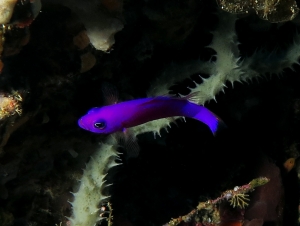 Pictichromis porphyrea