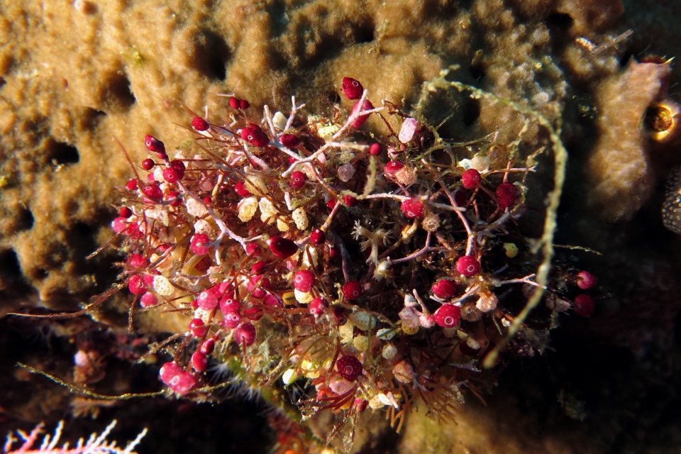 Didemnum moseleyi, Atriolum robustum