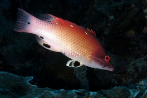 Bodianus diana