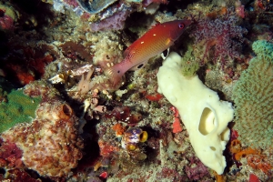 Bodianus diana, Eponge boule, Eponge blanche, Sarcophyton sp.