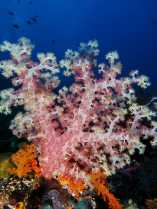 Dendronephthya spp, Scléronephthya sp.