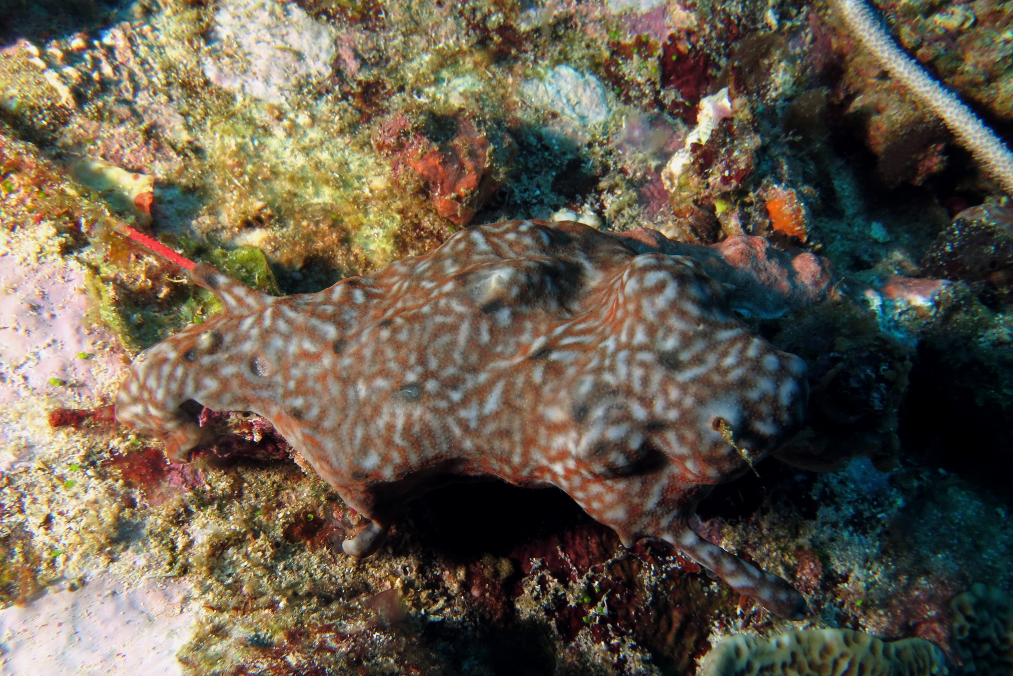 Chondrosia reniformis