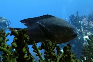 Macolor macularis, Tubastraea micranthus