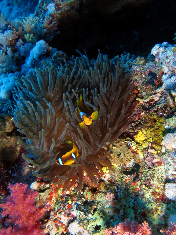 Amphiprion bicinctus dans Heteractis crispa