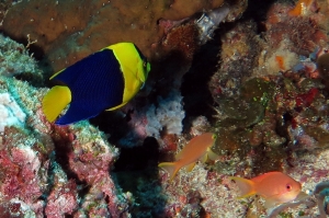 Centropyge bicolor, Pseudanthias ignitus