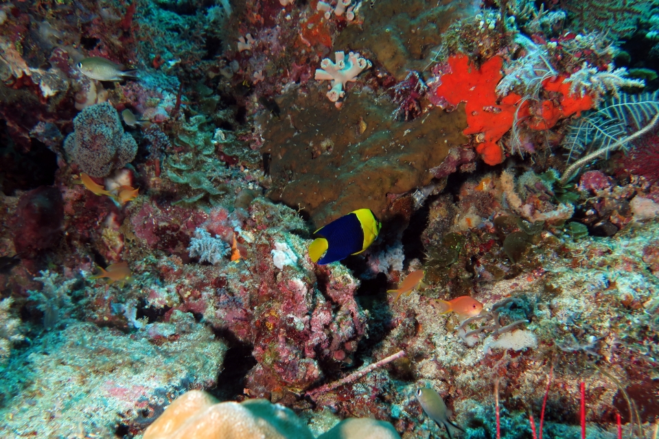 Centropyge bicolor, Pseudanthias ignitus