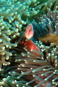 Heteractis magnifica, Amphiprion perideraion