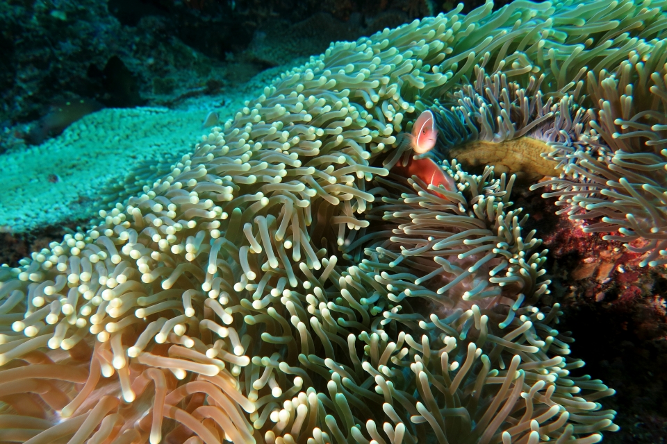 Heteractis magnifica, Amphiprion perideraion