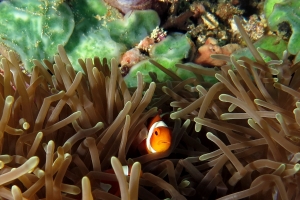 Heteractis magnifica, Amphiprion ocellaris