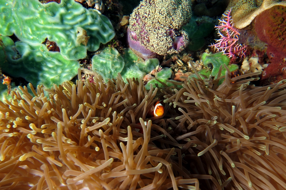 Heteractis magnifica, Amphiprion ocellaris