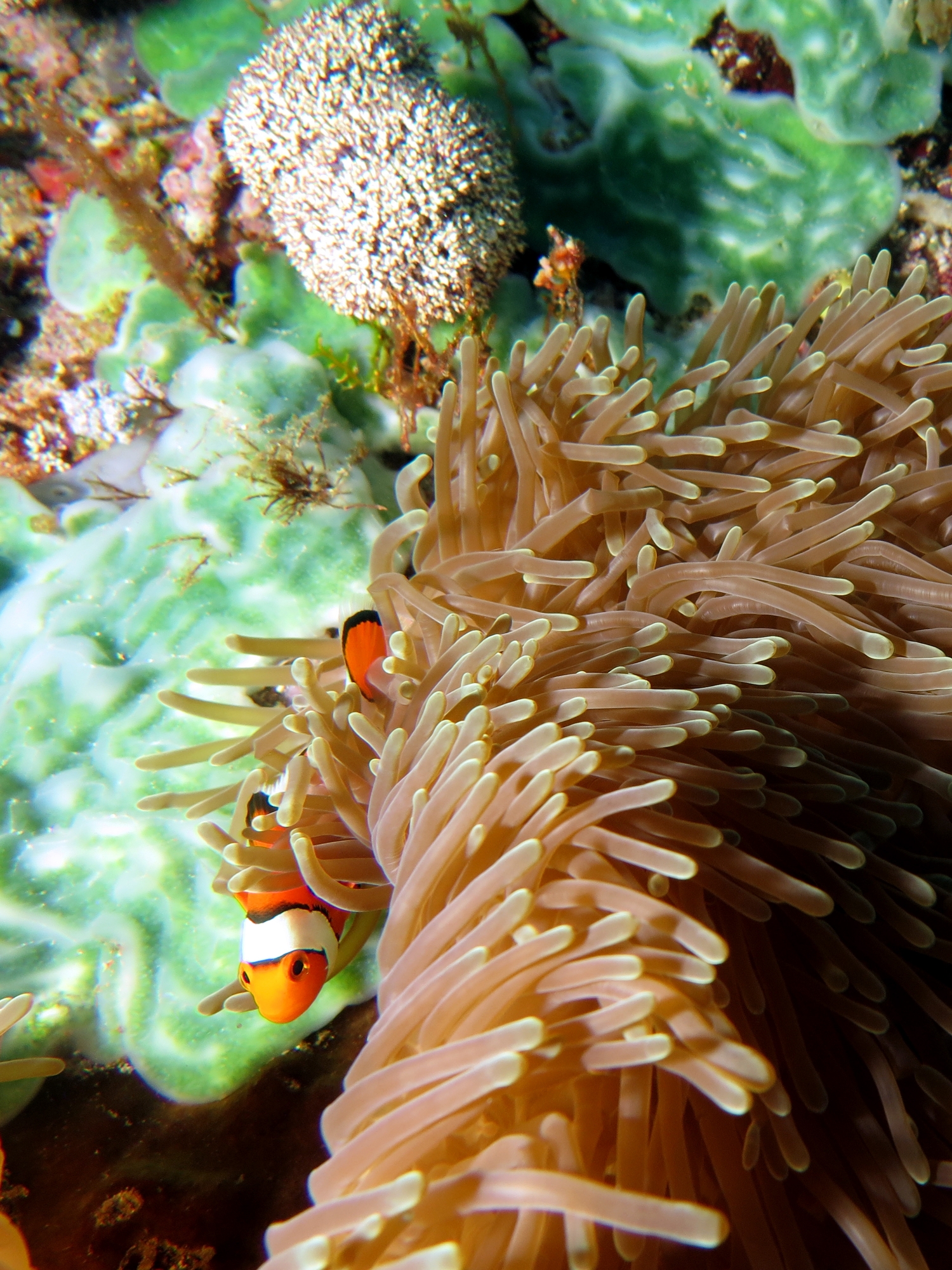 Heteractis magnifica, Amphiprion ocellaris