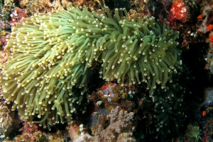 Euphyllia glabrescens