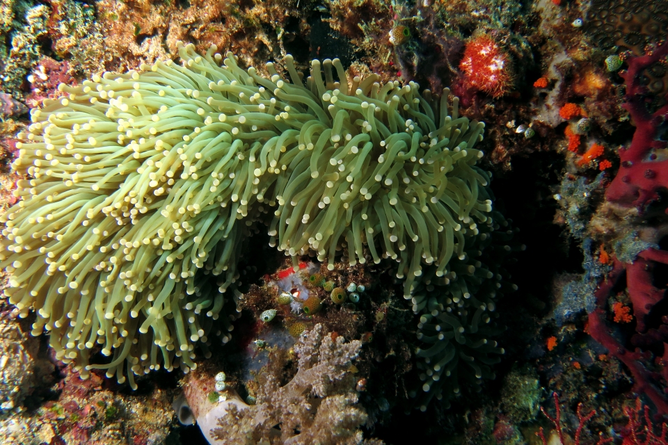 Euphyllia glabrescens