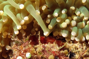 Euphyllia glabrescens, Achaeus japonicus