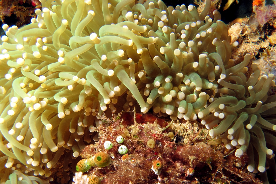 Euphyllia glabrescens, Achaeus japonicus