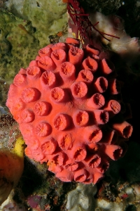 Tubastraea coccinea