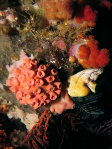 Tubastraea coccinea, Polycarpa aurata, Leucetta primigenia