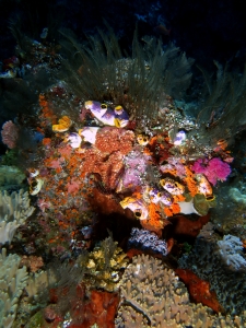 Polycarpa aurata, Colobometra perspinosa, Macrorhynchia philippina