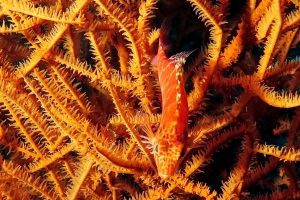 Cirrhitichthys aprinus, Antipathes sp.