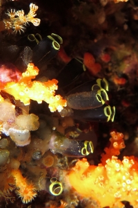 Clavelina robusta, Dendronephthya sp.