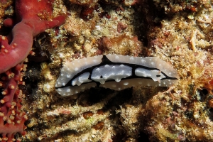 Phyllidiopsis shireenae