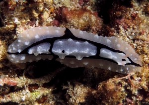 Phyllidiopsis shireenae