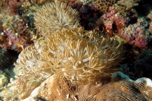 Xénia sp. ou Heteroxenia sp.