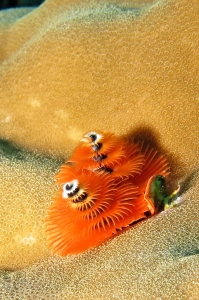 Spirobranchus giganteus, Porites lutea