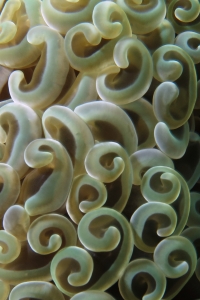 Euphyllia ancora