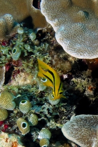 Neoglyphidodon nigroris, Leiodermatium sp., Porites lichen