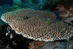 Acropora