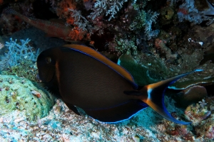 Acanthurus bariene, Chromis scotochiloptera