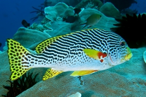 Plectorhinchus lineatus, Diploastrea heliopora