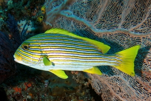 Plectorhinchus polytaenia