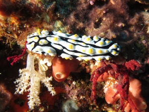 Phyllidia exquisita ou Phyllidia varicosa à déterminer