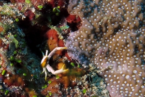 Allogalathea elegans, Corail Montipora