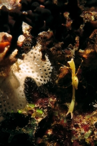 Quadrella coronata, Triphyllozoon sp., Zanclea sp.