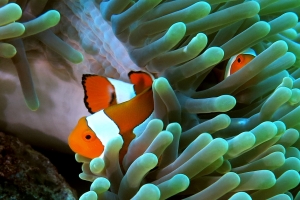 Amphiprion ocellaris, Heteractis magnifica