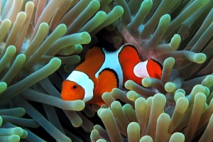 Amphiprion ocellaris, Heteractis magnifica