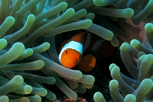 Amphiprion ocellaris, Heteractis magnifica