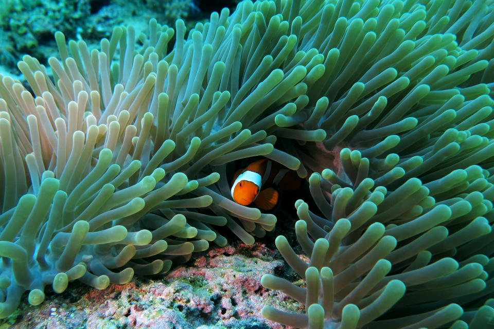 Amphiprion ocellaris, Heteractis magnifica