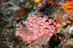 Rhabdamia gracilis, Tubastraea coccinea