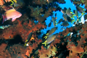 Tubastraea micranthus, Neopomacentrus cyanomos, Pseudanthias squamipinnis