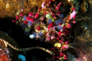 Corythoichthys benedetto, Clavelina moluccensis, Didemnum moseleyi, Atriolum robustum